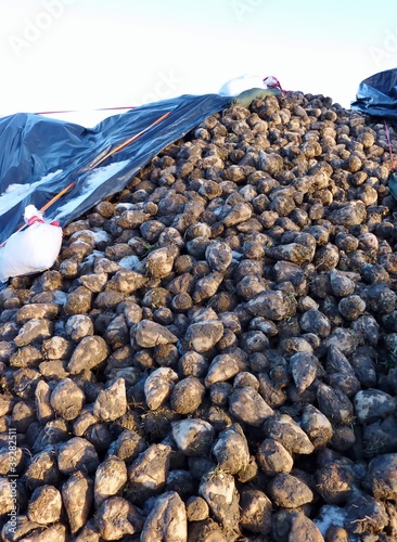 Photo: A stack sugar beet under plastic sheets in winter A stack sugar beet under plastic sheets in winter