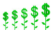 Dollar plants.