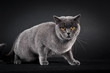Britisch Kurzhaar Katze, blau, schwarzer Hintergrund