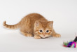 Britisch Kurzhaar Kitten, rot, lauernd