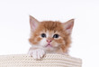 Norwegische Waldkatze, Kitten im Korb, Portrait
