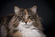 Norwegische Waldkatze, Kopfportrait, schwarzer Hintergrund