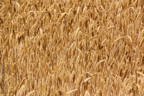 Photo: A wheat field in summer A wheat field in summer
