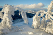 Winter trees