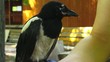 Very insolent magpie