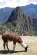 Foto: Lama vor Machu Picchu Lama vor Machu Picchu