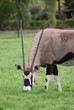 Gemsbok - Oryx gazella