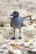 Swallow-tailed Gull