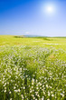 Big field of flowers on sunrise.