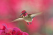 Hummingbird in Flight