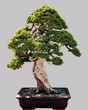 Photo: Japanese bonsai tree in pot isolated Japanese bonsai tree in pot isolated