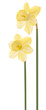 daffodil