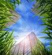 grass and skyscrapers