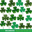 Shamrock collection isolated o white Vector