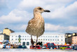 A seagull. Helsinki, Finland. A seagull. Helsinki, Finland.