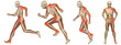 High resolution conceptual man anatomy