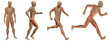 High resolution conceptual man anatomy High resolution conceptual man anatomy