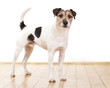 Parson Russell Terrier auf Parkett