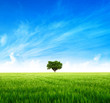 big tree on green field big tree on green field