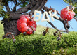 ants enjoy juicy fruits, fresh juice bar