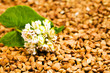 Foodstuff