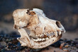 Wolf Skull