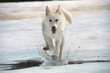 runing dog