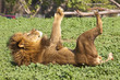 Photo: male lion male lion