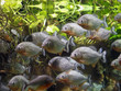 Piranha