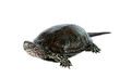 turtle isolated