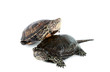 turtle isolated