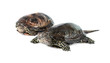 turtle isolated