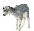 little goat isolated