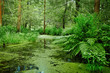 Foto: Marsh and swamp - landscape Marsh and swamp - landscape
