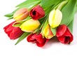 Red and yellow tulips