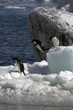 Antarctic Penguins