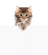 Kitten with blank