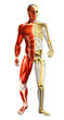 Anatomy illustration of man with half skeleton and half muscular