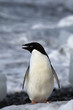 Antarctic Penguin