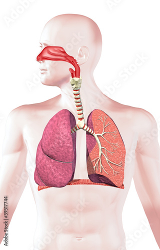 Illustration: Human respiratory system, cross section. Human respiratory system, cross section.