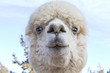 Funny Face of  White Blue-Eyed Alpaca (Vicugna pacos)
