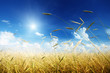 field of rye and sunny day