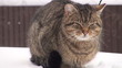 Video: The cat on the roof of the car The cat on the roof of the car