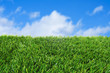 grass and the sky