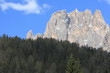 Pine trees under Catinaccio