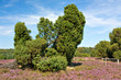 Heidelandschaft mit Wacholder in der Lüneburger Heide