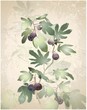 Greeting card with fig tree.