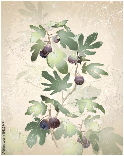 Vector: Greeting card with fig tree. Greeting card with fig tree.