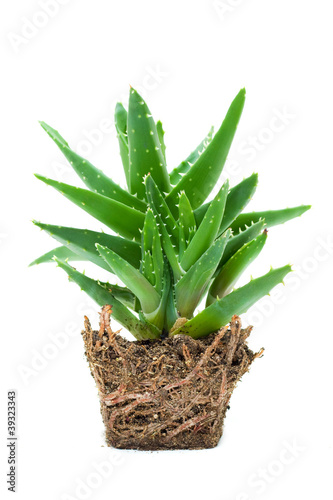 Photo: Aloe vera Aloe vera