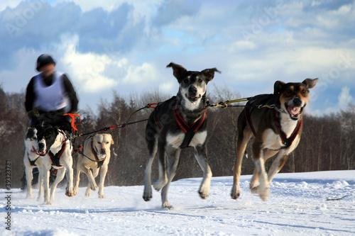 Photo: Sled dog - Pasterka, Poland Sled dog - Pasterka, Poland